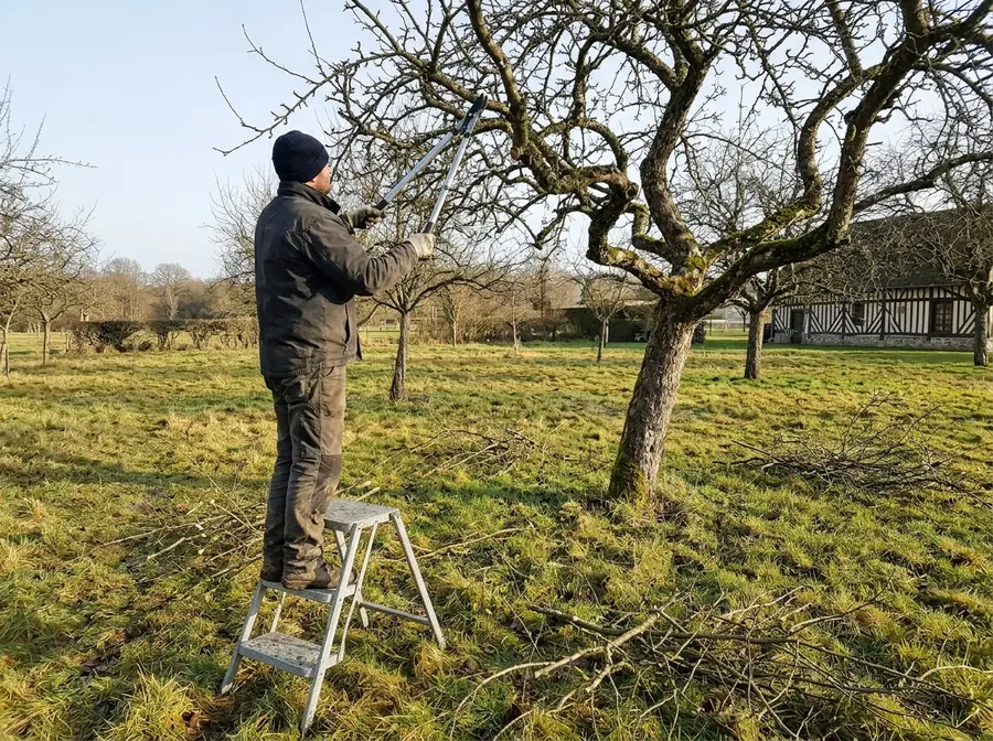 Taille d'un pommier au coupe-branches, sur un escabeau