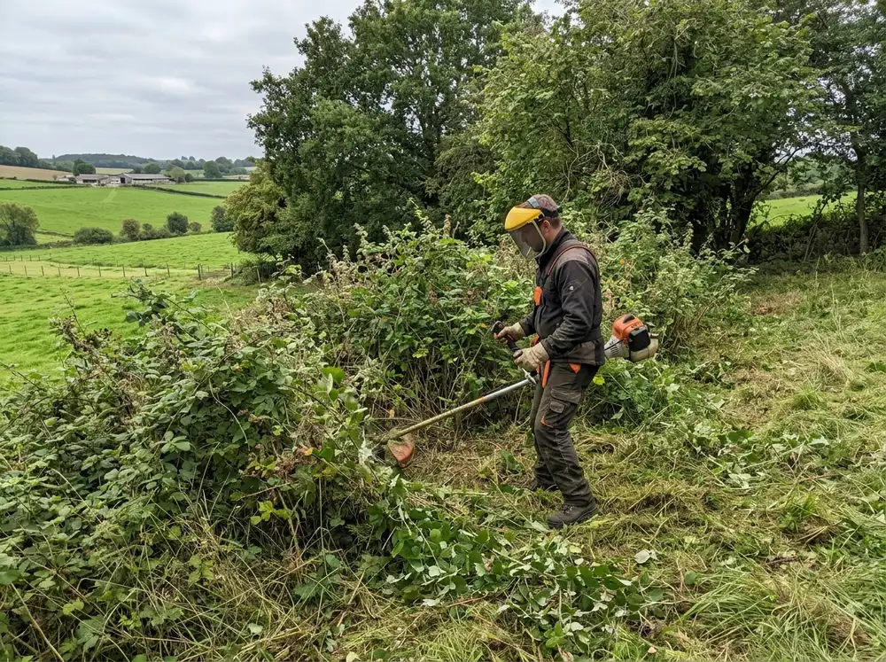 Débroussaillage à la débroussailleuse d'un terrain envahi de ronces