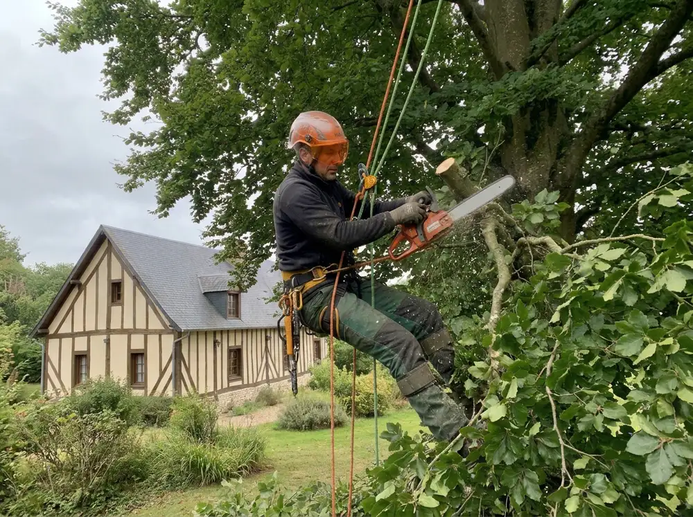 Élagueur grimpeur encordé dans un grand chêne